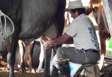 Recrudece crisis lechera en el campo jonuteco