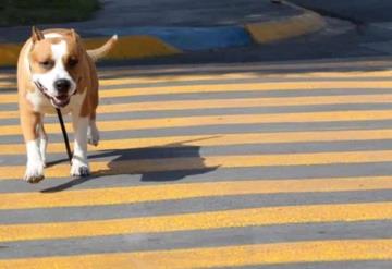 Designan cruces para mascotas