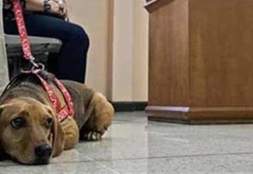 Perrito perdió juicio por maltrato animal, absolvieron a su exdueña