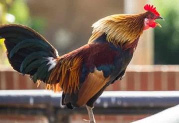 Muere abuelita luego de ser picoteada por gallo agresivo