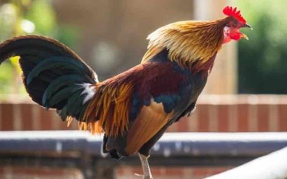 Muere abuelita luego de ser picoteada por gallo agresivo