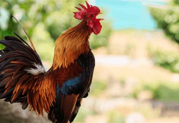 Viral: un gallo gana juicio y puede cantar aunque los vecinos se enojen