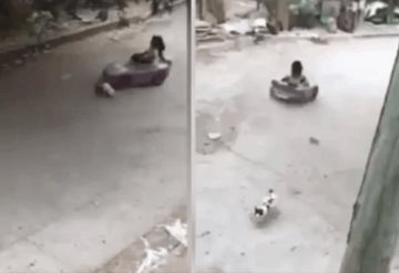 Video: niña maneja carrito y atropella a gato; se vuelve viral 