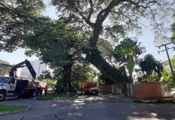 Árbol de pichi de más de 100 años está en riesgo de caerse