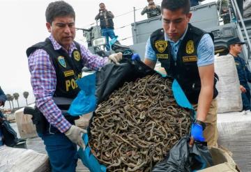 Decomisan 12,3 millones de caballitos de mar secos en Perú