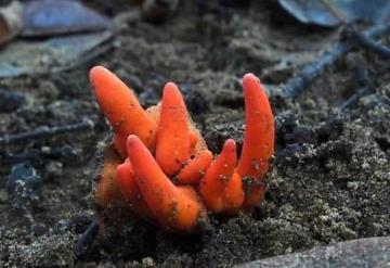 Encuentran hongo que podría destruir el cerebro en pocos días