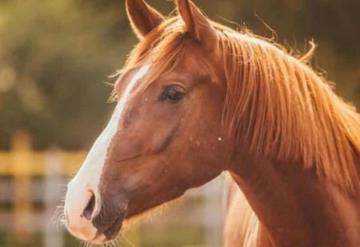 VIDEO: Un caballo finge su muerte cada vez que alguien intenta montarlo