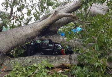 Caída de una Ceiba obstruye el paso al Aeropuerto de Villahermosa