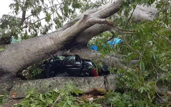 Caída de una Ceiba obstruye el paso al Aeropuerto de Villahermosa