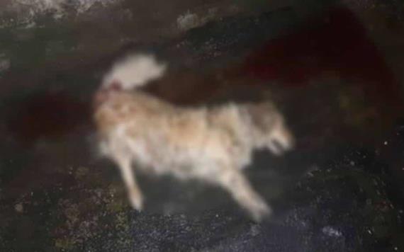 Sujeto arroja a perrita Candy de un quinto piso, ya lo buscan