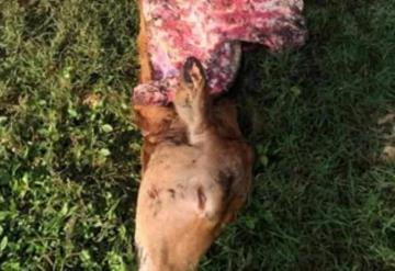 Ladrones de ganado descuartizan a los animales en sus propios potreros