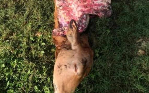 Ladrones de ganado descuartizan a los animales en sus propios potreros