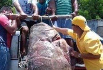 Pescadores capturan pez de casi 300 kilos en Campeche 