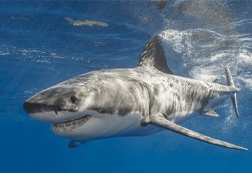 Niño de 7 años surfeaba y tiburón golpea su tabla