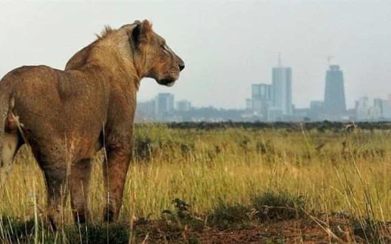 Muere una persona tras ataque de león en los alrededores de un parque