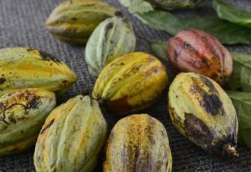 Cae 15% producción de cacao por sequía atípica en Tabasco