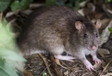 Investigadores descubren nueva especie de rata cangrejera 