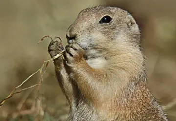 Perrito de la pradera al borde de la extinción