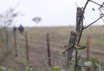 Alertan por plaga de langostas en Tabasco