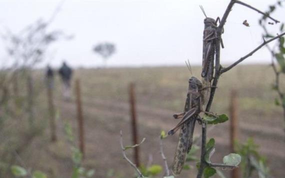 Alertan por plaga de langostas en Tabasco