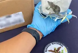 Rescatan a 5 especies ex&oacute;ticas en paqueter&iacute;a de San Luis Potos&iacute;