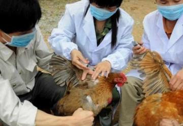 Registran brote de gripe aviar en China