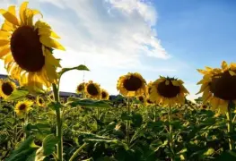 Alistan II Festival del Girasol en Balancán