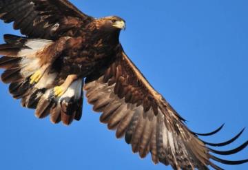 Disminuye la población de águila real debido a la pérdida de hábitat