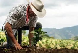 Sembrando Vida da resultados; Tianguis Campesino en Comalcalco