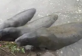 Santuario del Manatí estará presente en el  tianguis Turístico de Mérida