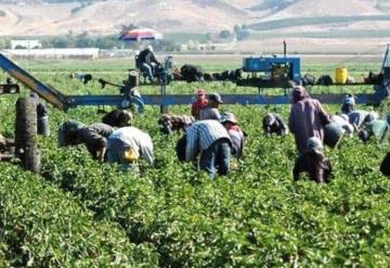 Trabajarán más de 200 jornaleros de Chihuahua en Canadá