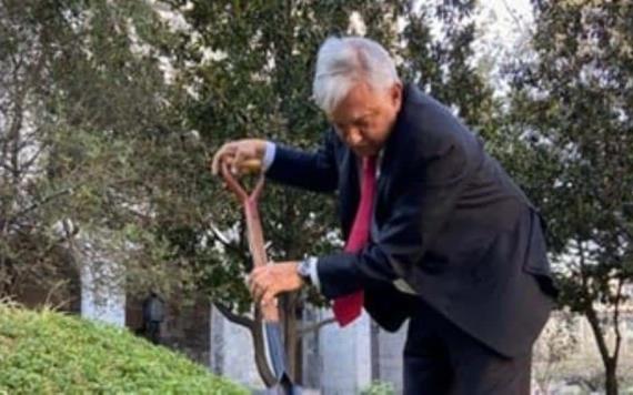 Planta AMLO ceiba tropical en Palacio Nacional