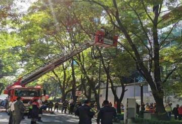 Hombre en estado inconveniente amenaza con tirarse de un árbol