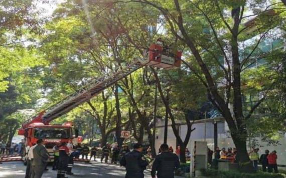 Hombre en estado inconveniente amenaza con tirarse de un árbol