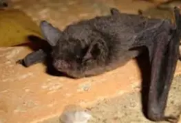 Queman murciélagos por temor al coronavirus