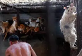 Prohíben comer perros y gatos tras crisis de coronavirus en Shenzhen, China