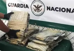 Decomisan en San Luis Potos&iacute; m&aacute;s de 24 kilos de piel de cocodrilo procedente del estado de Tabasco