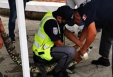 Sorprende reptil en calles de Villahermosa