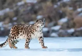 Reaparece leopardo de las nieves, especie que se cre&iacute;a extinta