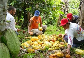 No bajan recursos para el campo tabasqueño: CNC Tabasco