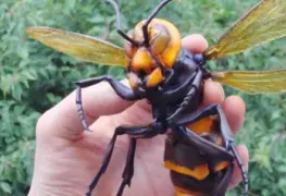 México activa vigilancia epidemiológica ante avispón gigante