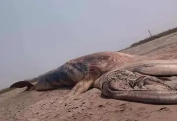 Muere ballena azul en costas de Oaxaca; investigan causas de la muerte
