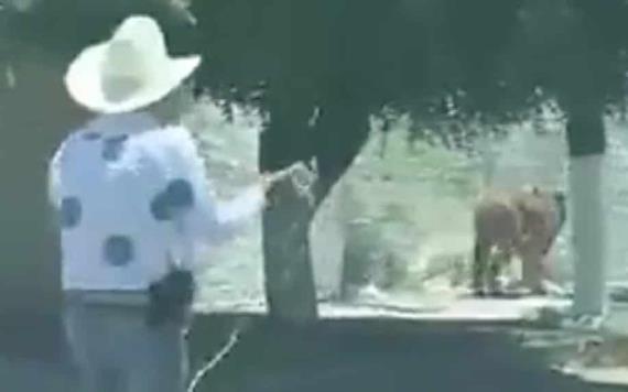 Charro laza a tigre en calles del municipio de Tlajomulco, Jalisco