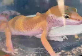 Guardia Nacional rescata un gecko leopardo y un pit&oacute;n bola enviados por paqueter&iacute;a