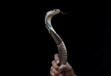 Hombre asesina a su esposa con una cobra para quedarse con la herencia