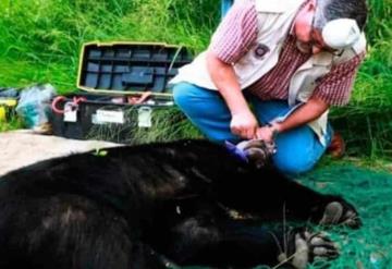 Capturan a un oso negro que estaba dentro de una escuela en Guadalupe, Nuevo León