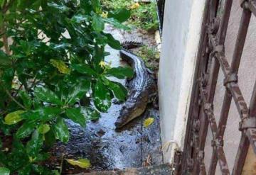 VIDEO Lagarto causa pánico en colonia de Villahermosa