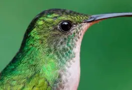 VIDEO: ¿Los colibríes "roncan"? aquí te decimos