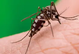 Dengue, Zika y Chikungunya se suman a riesgo sanitario en pandemia
