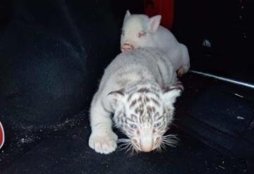 Guardia Nacional rescata animales en peligro, entre ellos un cachorro de tigre de bengala